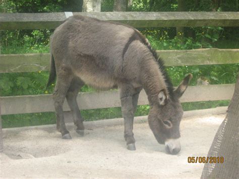 Donkeys Zoochat