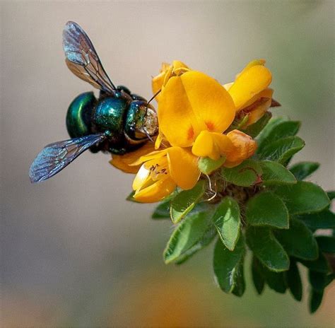 The chimney bees are large and frequently confused with both bumble and carpenter bees. Peacock Carpenter Bee | Rare animals, Carpenter bee, Bee