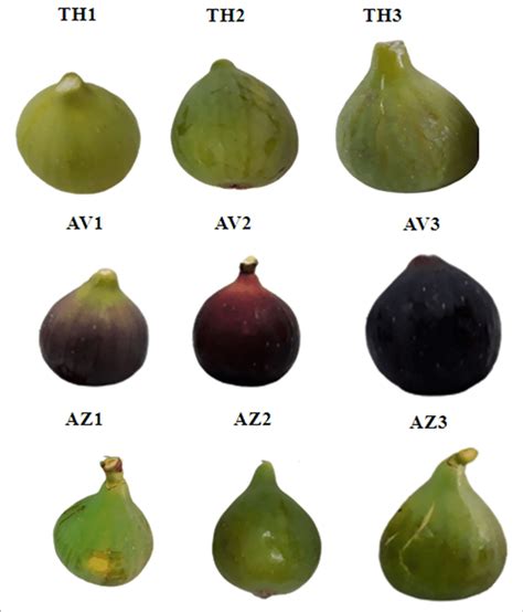 Photographs Of Fig Cultivars At The Different Ripening Stages