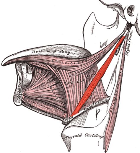Figure Illustration Of The Stylohyoid Muscle Highlighted In Red This