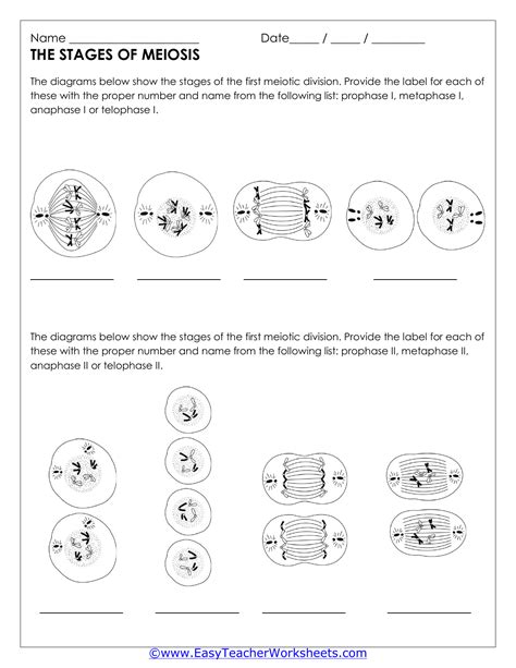 Stages Of Meiosis Worksheet This Printable Was Uploaded At November 13