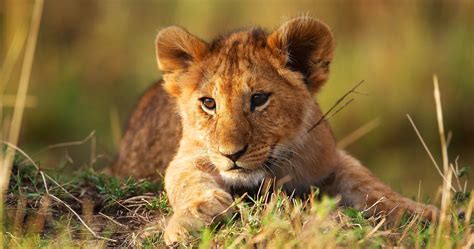 We hope you enjoy our growing collection of hd images to use as a background or home screen for your smartphone or computer. Ultra HD Animal Wallpapers - Top Free Ultra HD Animal ...