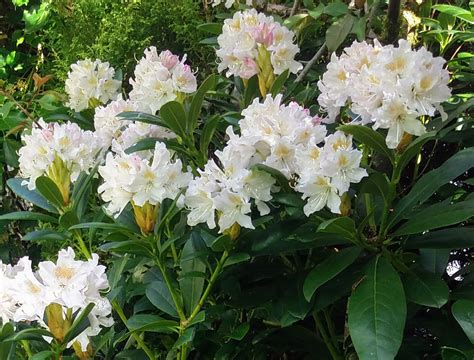 Rhododendron Cunninghams White Looking The Best It Ever Has