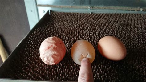 A Collection Of Weird Eggs Rweirdeggs