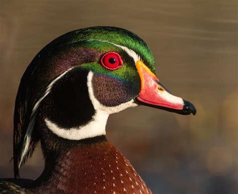 Wood Duck Vs Mallard What Are The Differences Az Animals 48 Off