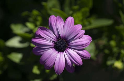 How to plant, grow, and care for shasta daisies. How to Grow and Care for Becky Shasta Daisy Flowers