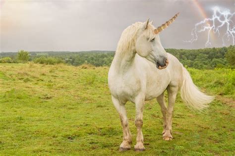 Unicorns Were Real And May Have Lived Alongside Our Early Human