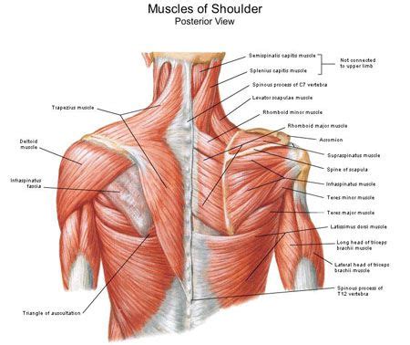 Grab some quick facts on each shoulder muscle right here. Shoulder Health Course by Gretchen McLennan of Pivotal Health