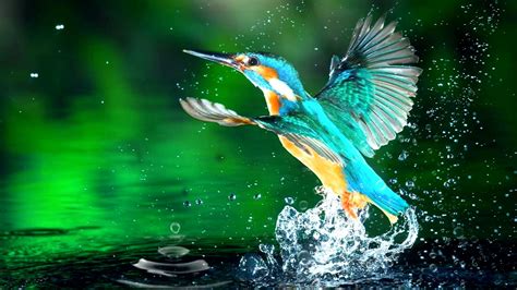 No Copyright Free Download 2k Hummingbird Flying Out Of Water