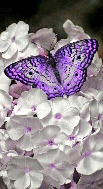 A Purple Butterfly Sitting On Top Of White Flowers