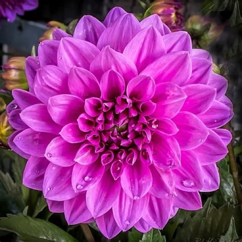 Wow 14 Bunga Dahlia Dan Penjelasannya Gambar Bunga Hd