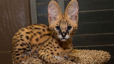 Serval Leptailurus Serval Why Do Cats Purr Cat Purr Cats And