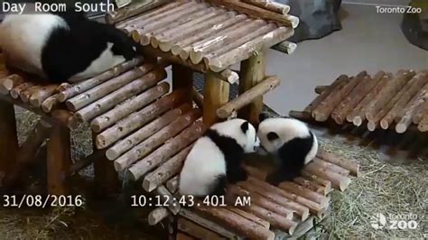 Toronto Zoo Releases Footage Of Panda Cubs Falling Over Youtube