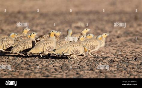Spotted Sandgrouse Pterocles Senegallus Adult Males And Females