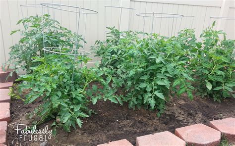 Pruning Tomato Plants