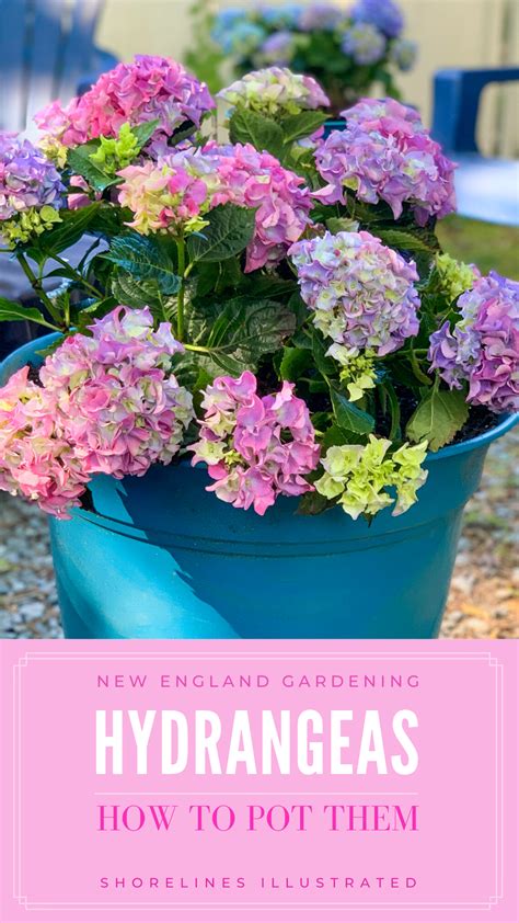 How To Plant Hydrangea Pots Shorelines Illustrated In 2020