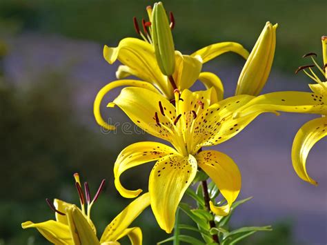 Yellow Tiger Lilies Stock Photo Image Of Variety Freshness 43018334