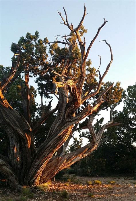 Gnarly Old Tree Photograph By Sarah Marie Fine Art America