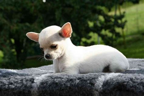 Consejos Básicos Para Cuidar De Un Chihuahua Mascotalia