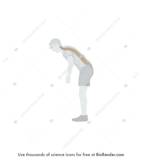 Free Person Bending Male With Spine Icons Symbols And Images Biorender