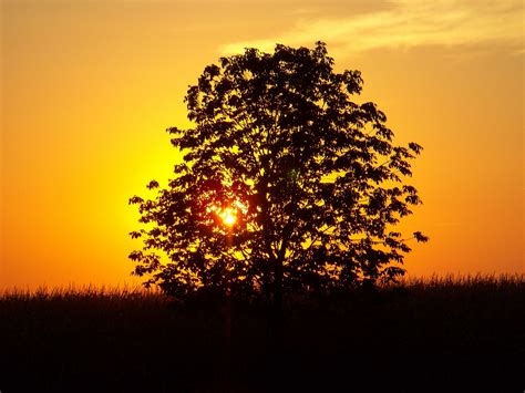 Field Sky Sunset Tree Summer Nature Wallpaper Coolwallpapersme