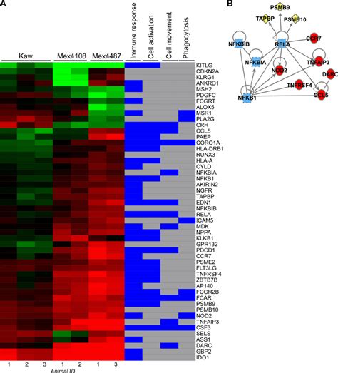 differential host transcriptional responses of inflammatory download scientific diagram