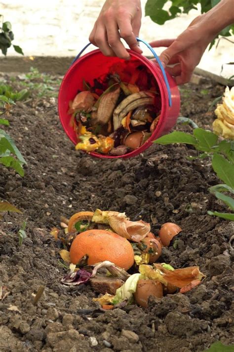 Trench Composting In The Winter How To Compost Without A Pile