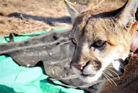 Young Female Mountain Lion Discovered Palisades News