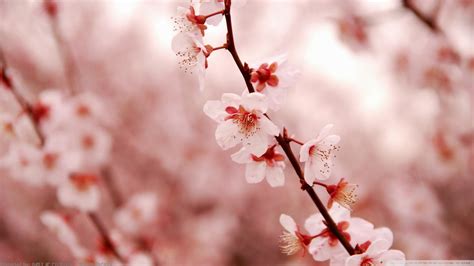 Wallpapers in ultra hd 4k 3840x2160, 1920x1080 high definition resolutions. Japanese Cherry Blossom Wallpaper (71+ images)