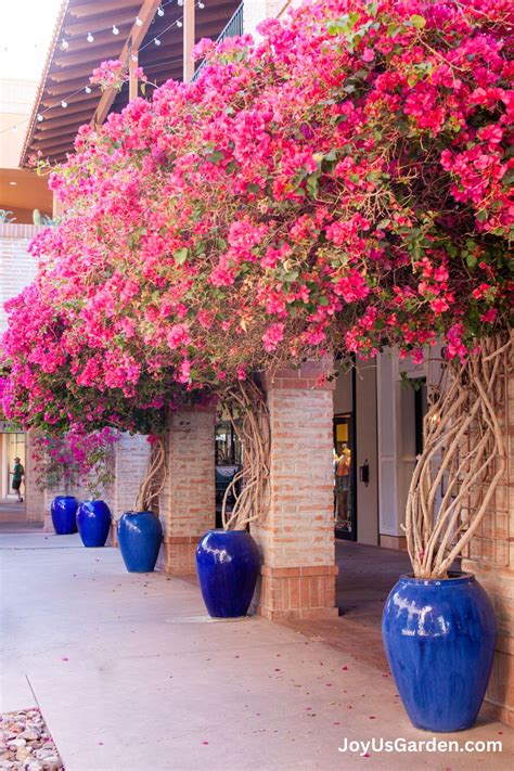 Planting Bougainvillea In Pots Key Things To Know 2023 Guide