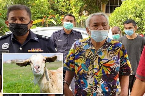man accused of having sex with goat faces 20 years in jail