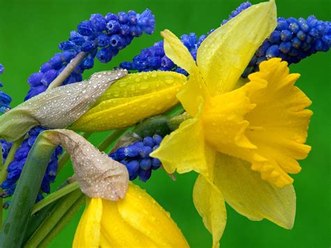 Hyacinth Flowers Nature Hd Desktop Wallpapers 4k Hd