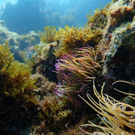 Sea Anemones Costa Del Sol Scuba Diving Costa Del Sol Casares