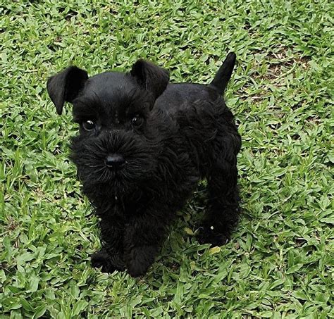 Black mini schnauzer puppy in 2020 | Black mini schnauzer, Mini schnauzer, Mini schnauzer puppies
