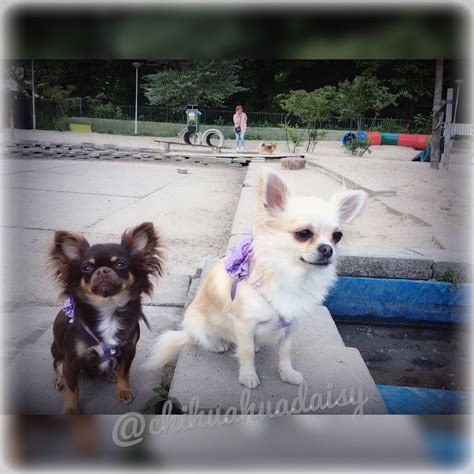 Chihuahua Daisy And Lady Wvd Super Cute Puppies Cute Chihuahua