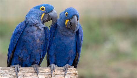 Beautiful Blue Macaw Species From Cartoon Movie ‘rio Declared Extinct