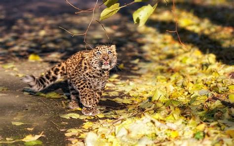 Leopard Big Cat Wild Animal Hd Wallpaper Peakpx