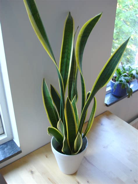 Types Of Bamboo For Indoors - Bamboo Plants Indoor Benefits
