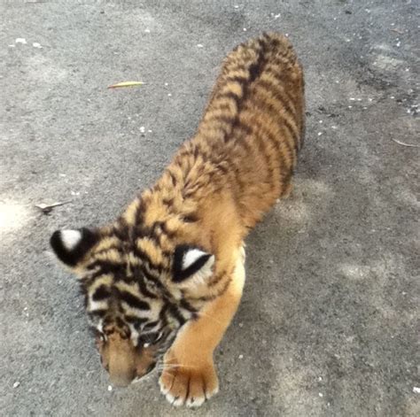 The Cutest Baby Tiger In The World Zoosafari Fasano Baby Tiger Cute