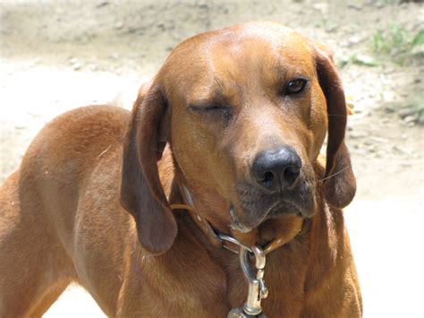 Hunting Dog Puppy