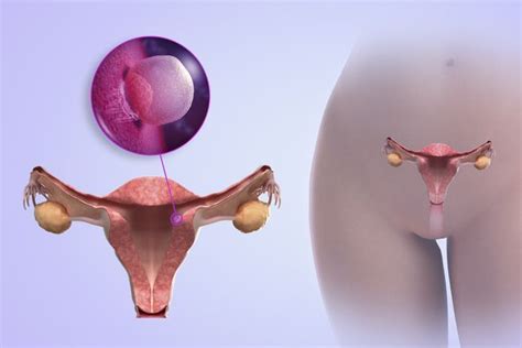 A las semanas de embarazo inicia la formación de los órganos vitales de tu bebé semanas de