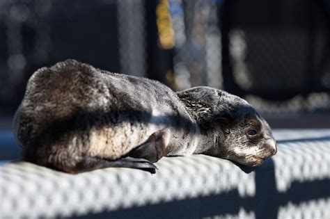Record Strandings Northern Fur Seals New Victim Of Unusual Ocean Conditions California Diver