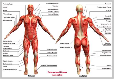 Human Anatomy Buttocks Graph Diagram