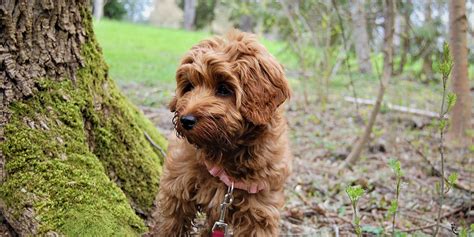 Labradoodle lovers is a page for all dog owners but more specifically. Medium Labradoodle | Medium Labradoodle Puppies For Sale