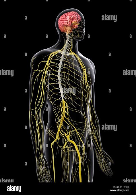 Human Brain And Spinal Cord Computer Illustration Stock Photo Alamy