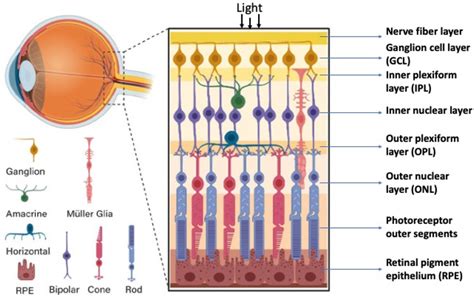 The Structure Of The Retina And Its Main Cell Types Schematic Diagram