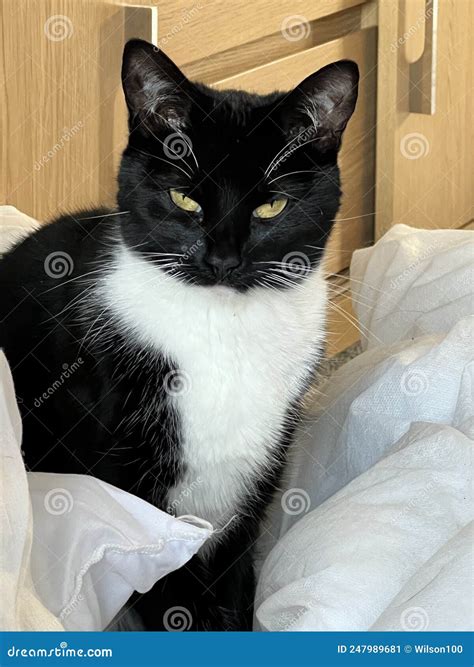 Black And White Cat Stock Image Image Of Feline Black 247989681