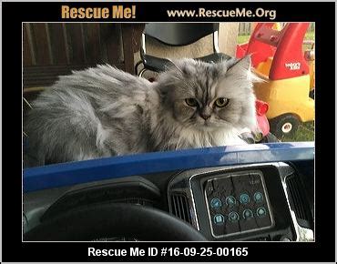 Cat fanciers began selectively breeding the persian to his current day appearance in the 1800s browse the list of persian rescues and shelters near you, below. Florida Persian Rescue ― ADOPTIONS ― RescueMe.Org