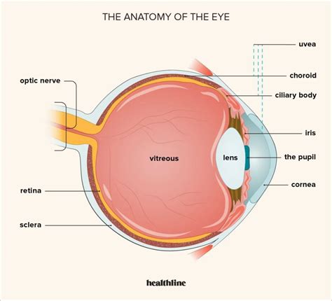 Understanding Eye Cancer Causes Symptoms And Treatments Ask The