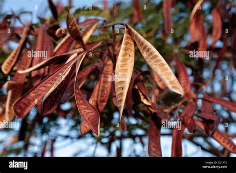 Dried Seed Pods On A Flamboyant Tree Left After Popping And Scattering